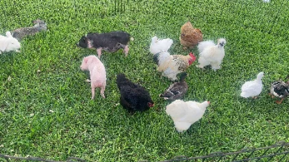 Petting zoo